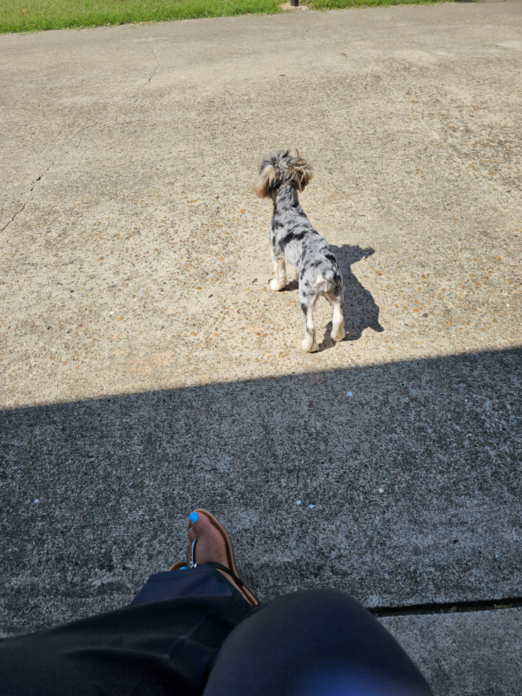 Friendly Yorkie Poo Pup