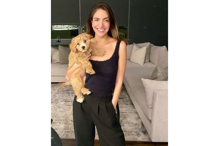 Funny Cavapoo Poodle Mix Pup