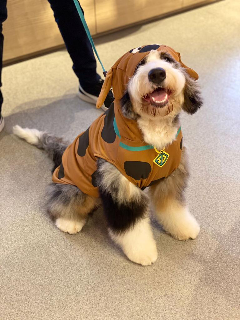 Mini Bernedoodle Puppy for Adoption