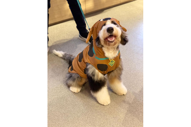 Mini Bernedoodle Puppy for Adoption