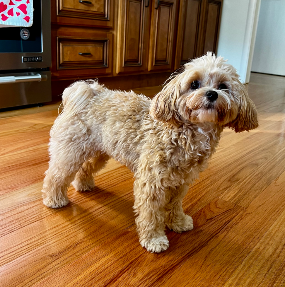 Fluffy Maltipoo Poodle Mix Pup