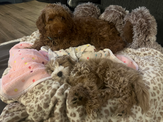 Mini Goldendoodle