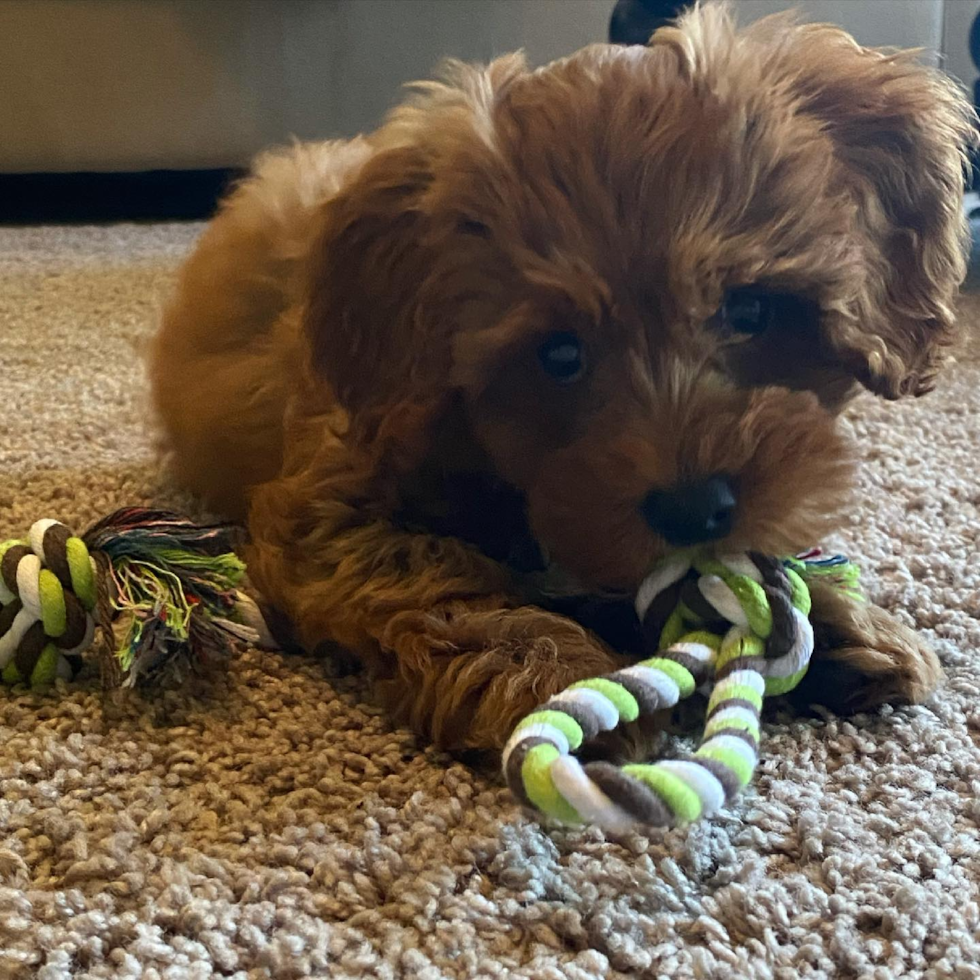 Friendly Cockapoo Pup in Covington KY