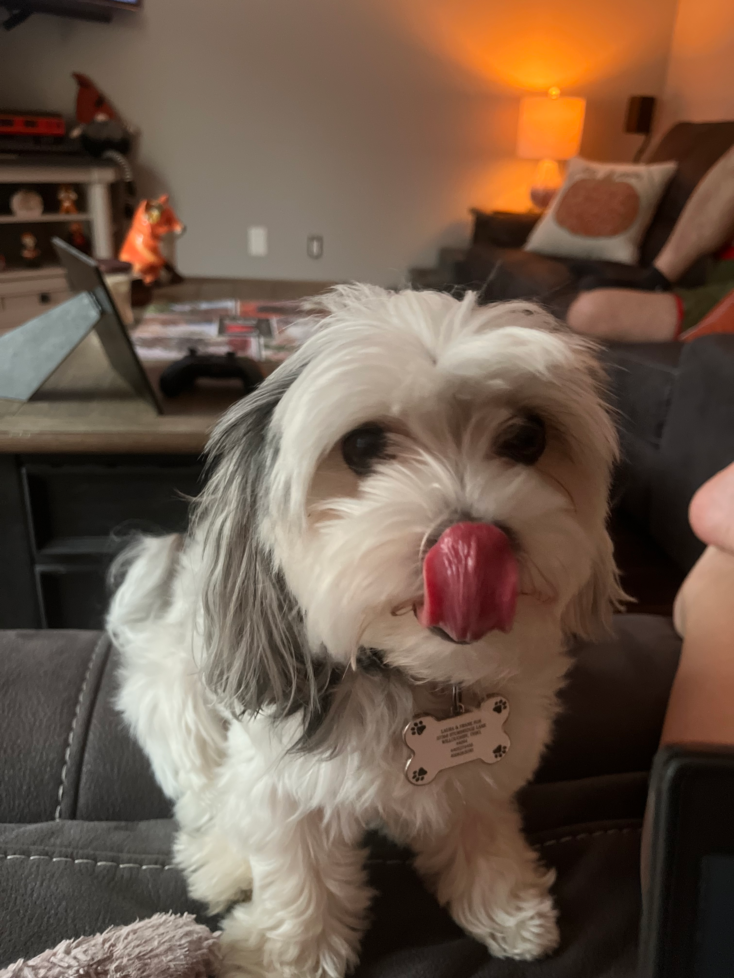 Morkie Pup Being Cute