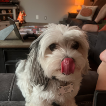 Friendly Morkie Pup in