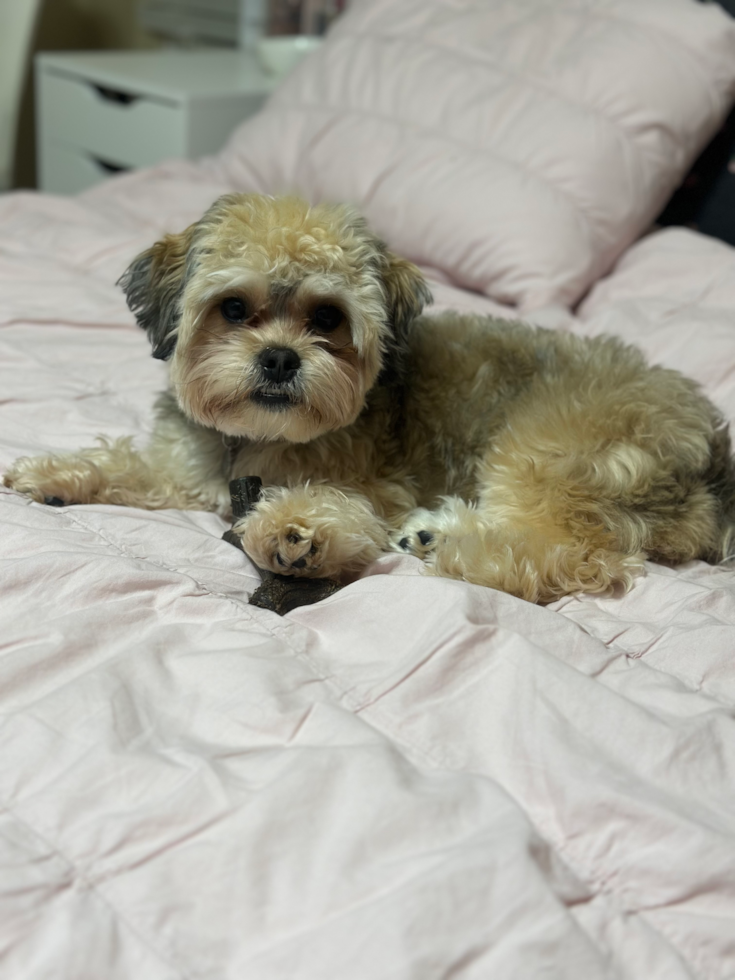 Happy Teddy Bear Pup