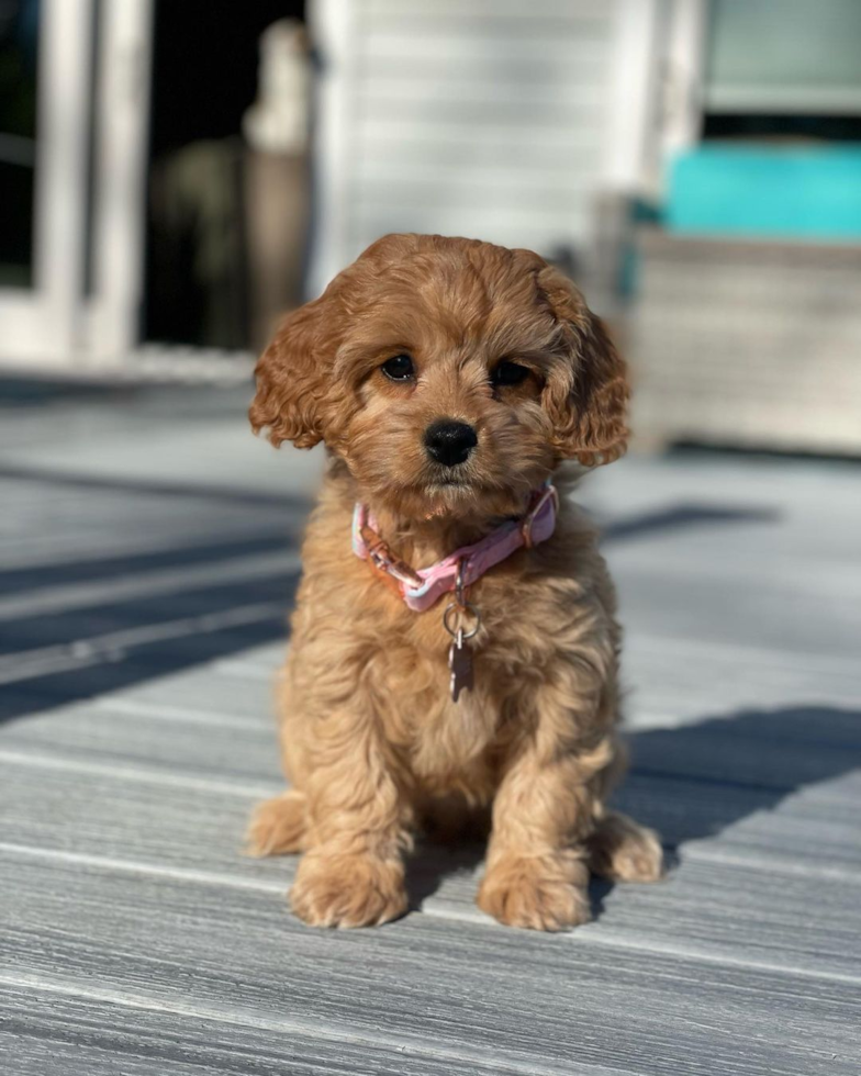 Pasadena Cavapoo Pup