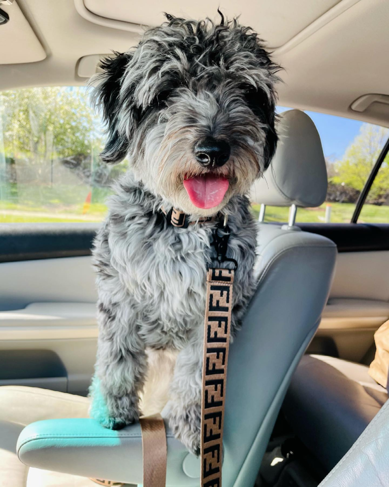 Friendly Mini Aussiedoodle Pup in Naperville IL