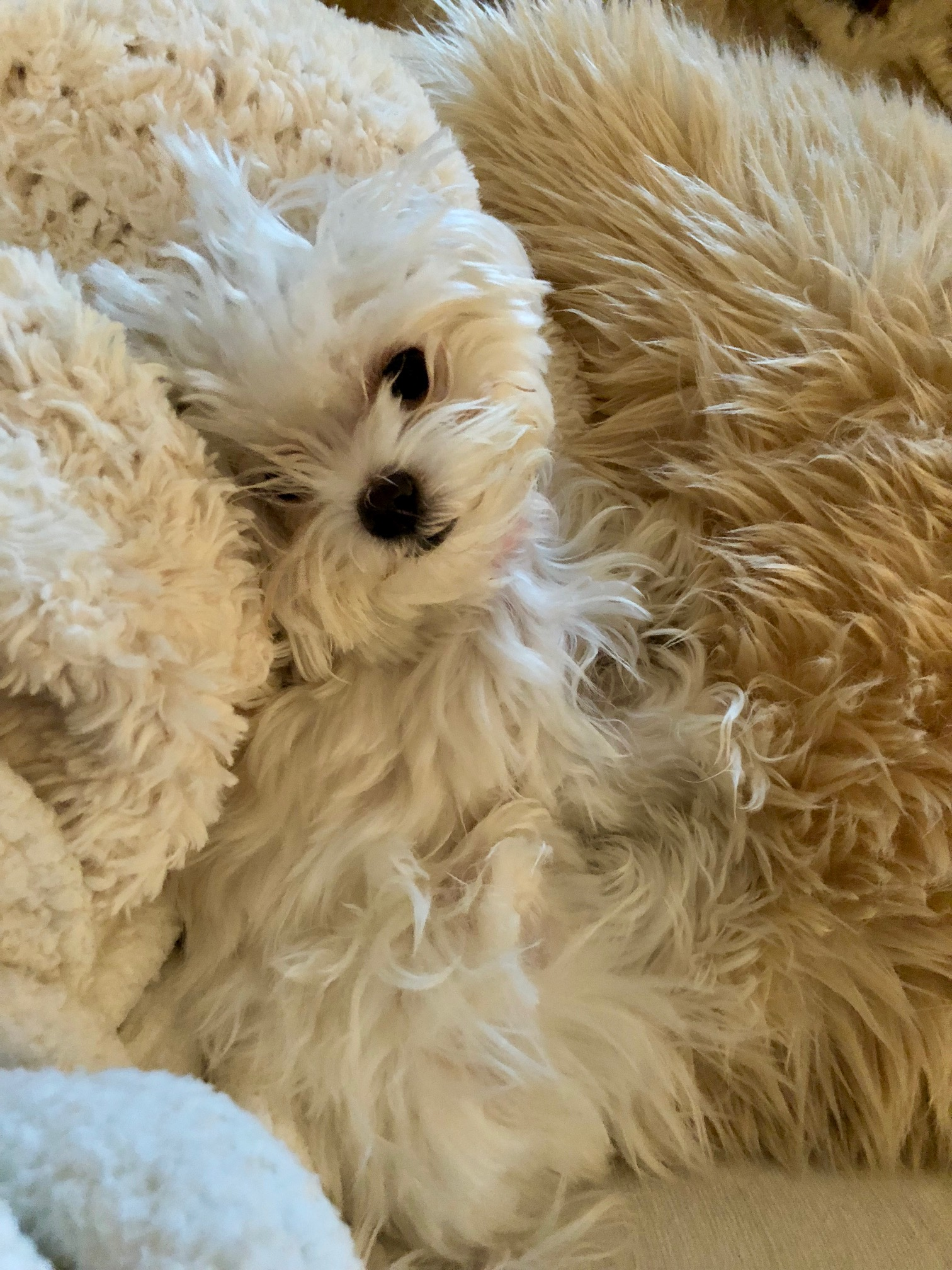 Best Maltese Baby