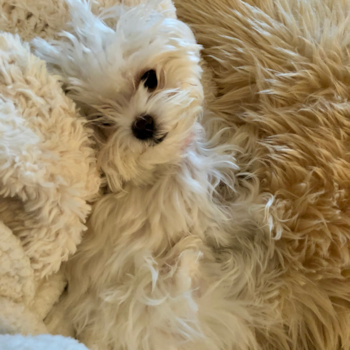 Fluffy Maltese Pup in Manitou Beach MI
