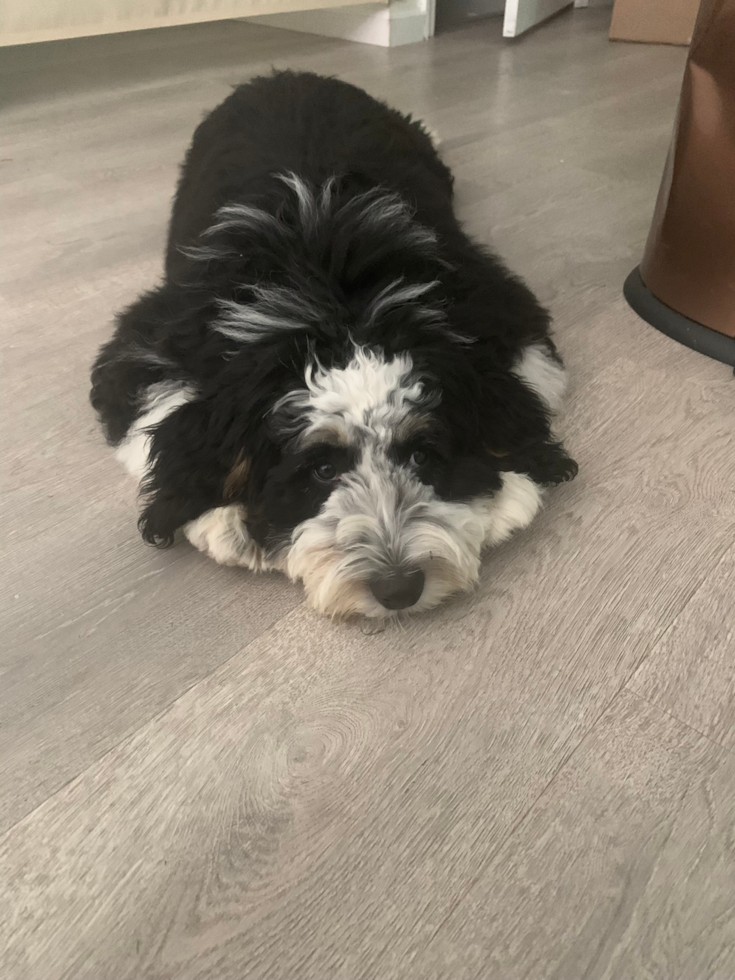 Mini Bernedoodle Being Cute
