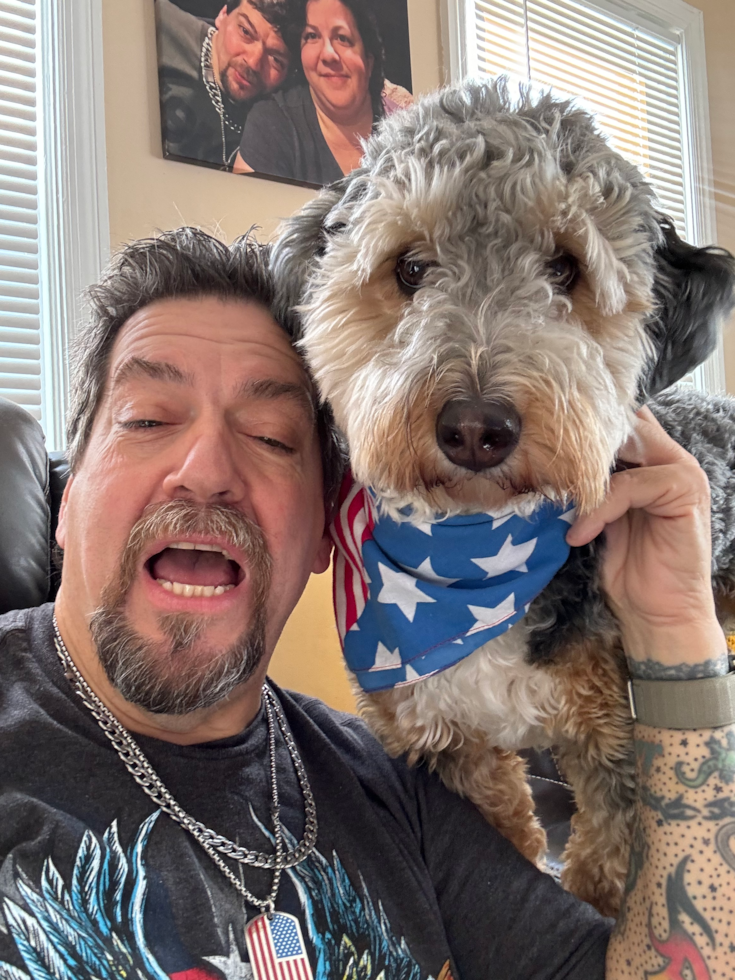 Petite Mini Bernedoodle Poodle Mix Pup