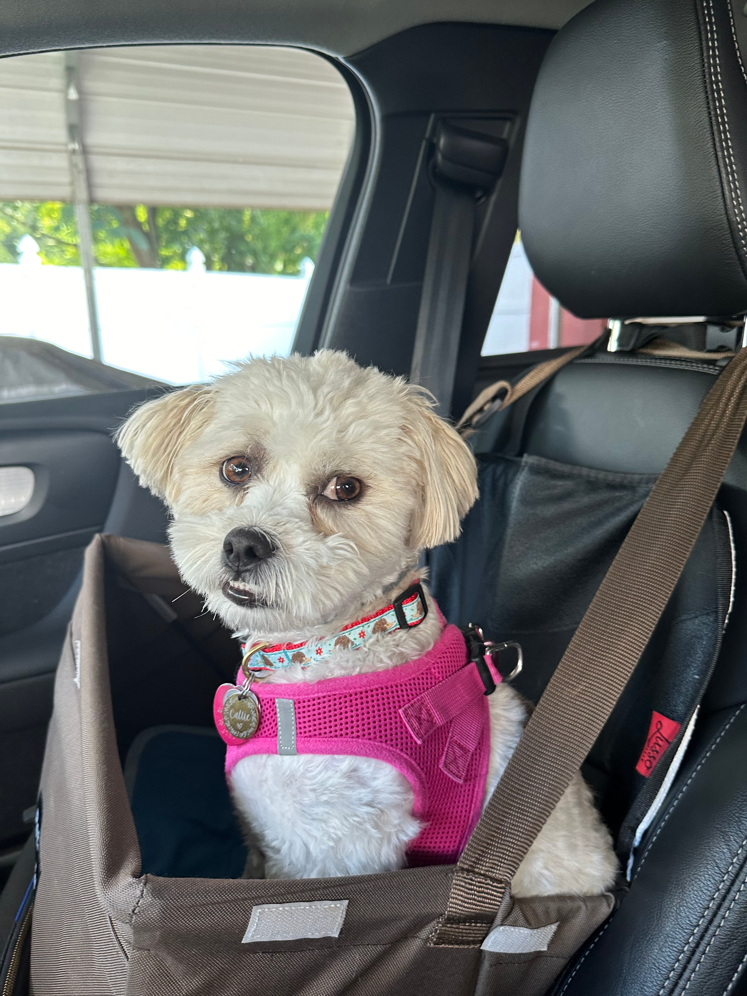 Fluffy Teddy Bear Designer Pup