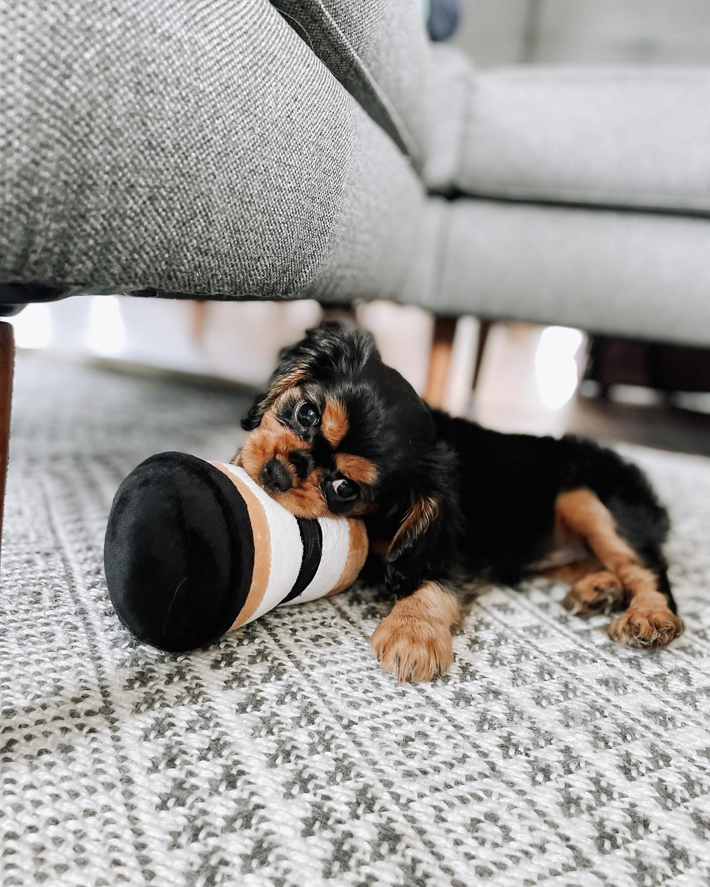 Playful Cavalier King Charles Spaniel Baby