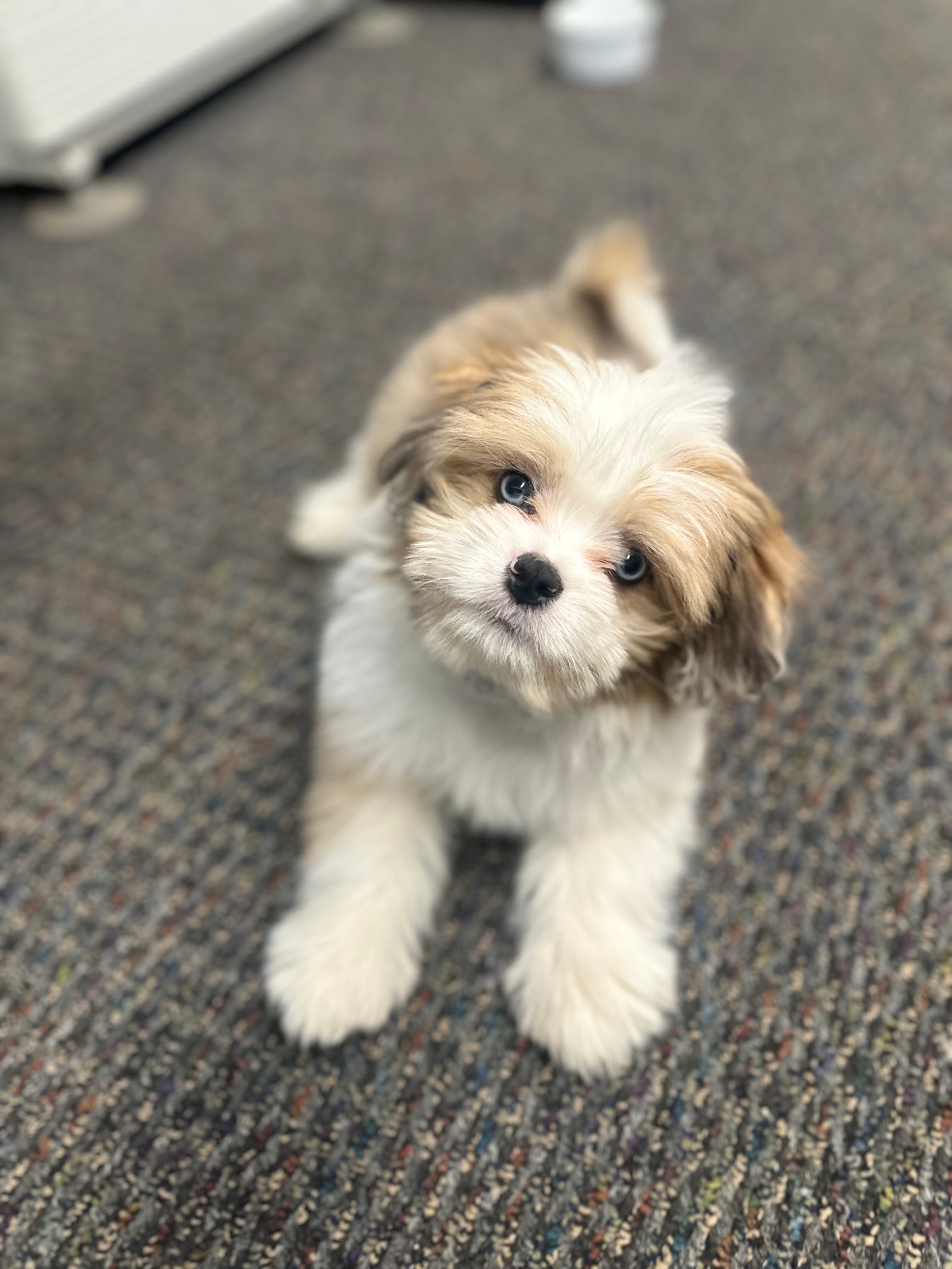 Saussie Pup Being Cute