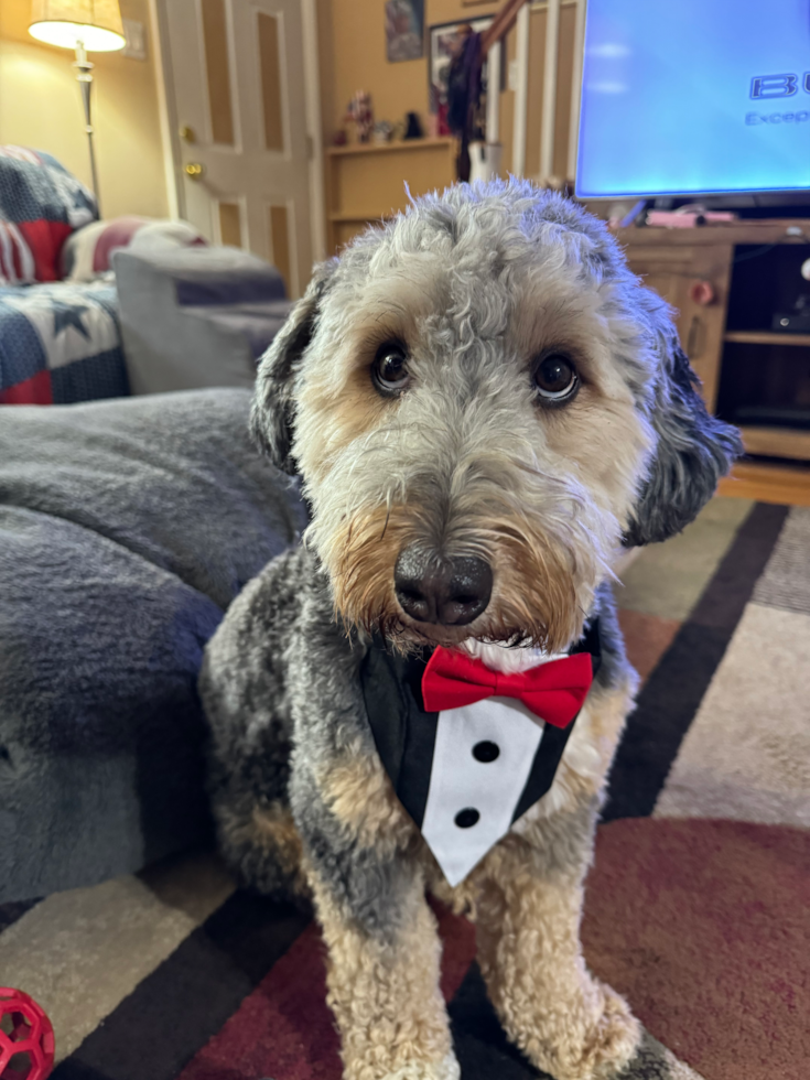 Small Mini Bernedoodle Pup in