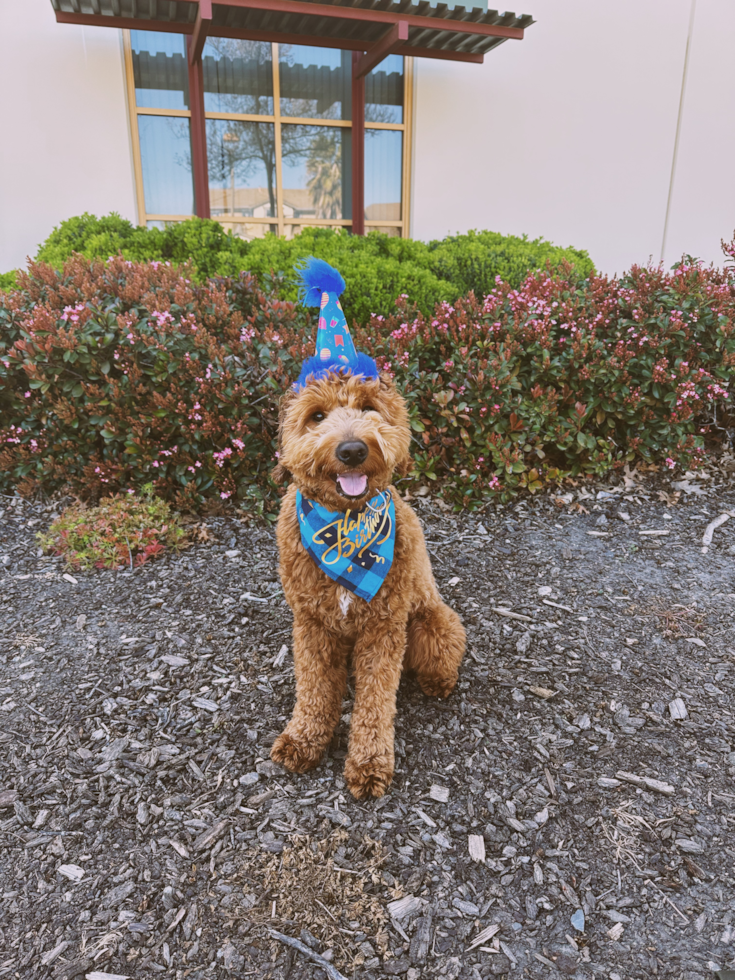 Mini Goldendoodle Pup