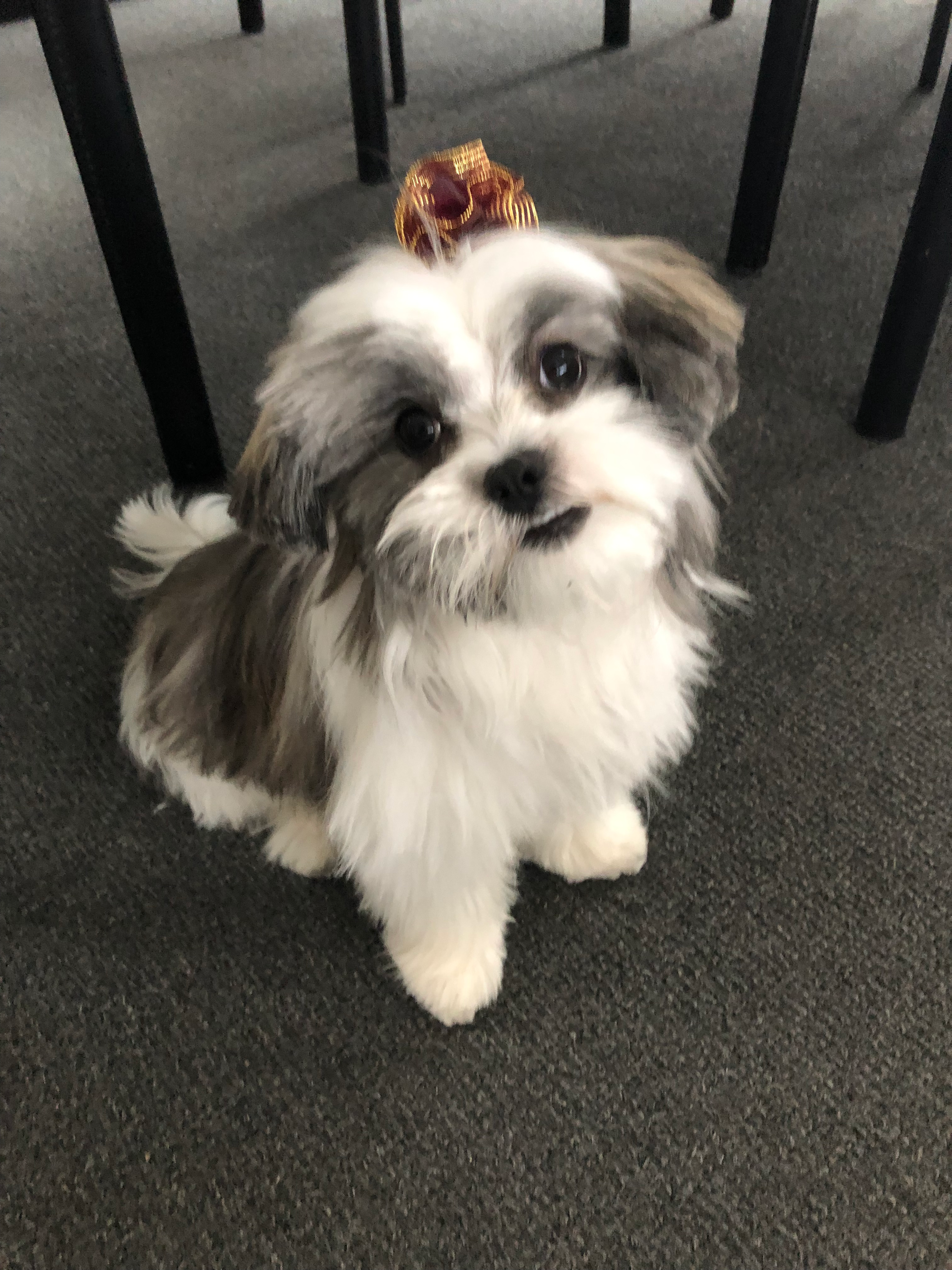 Little Shitzu Designer Puppy