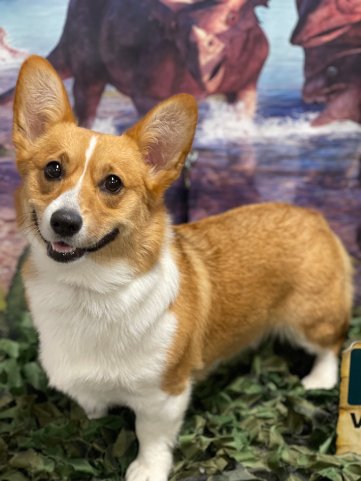 Sweet Pems Purebred Pup