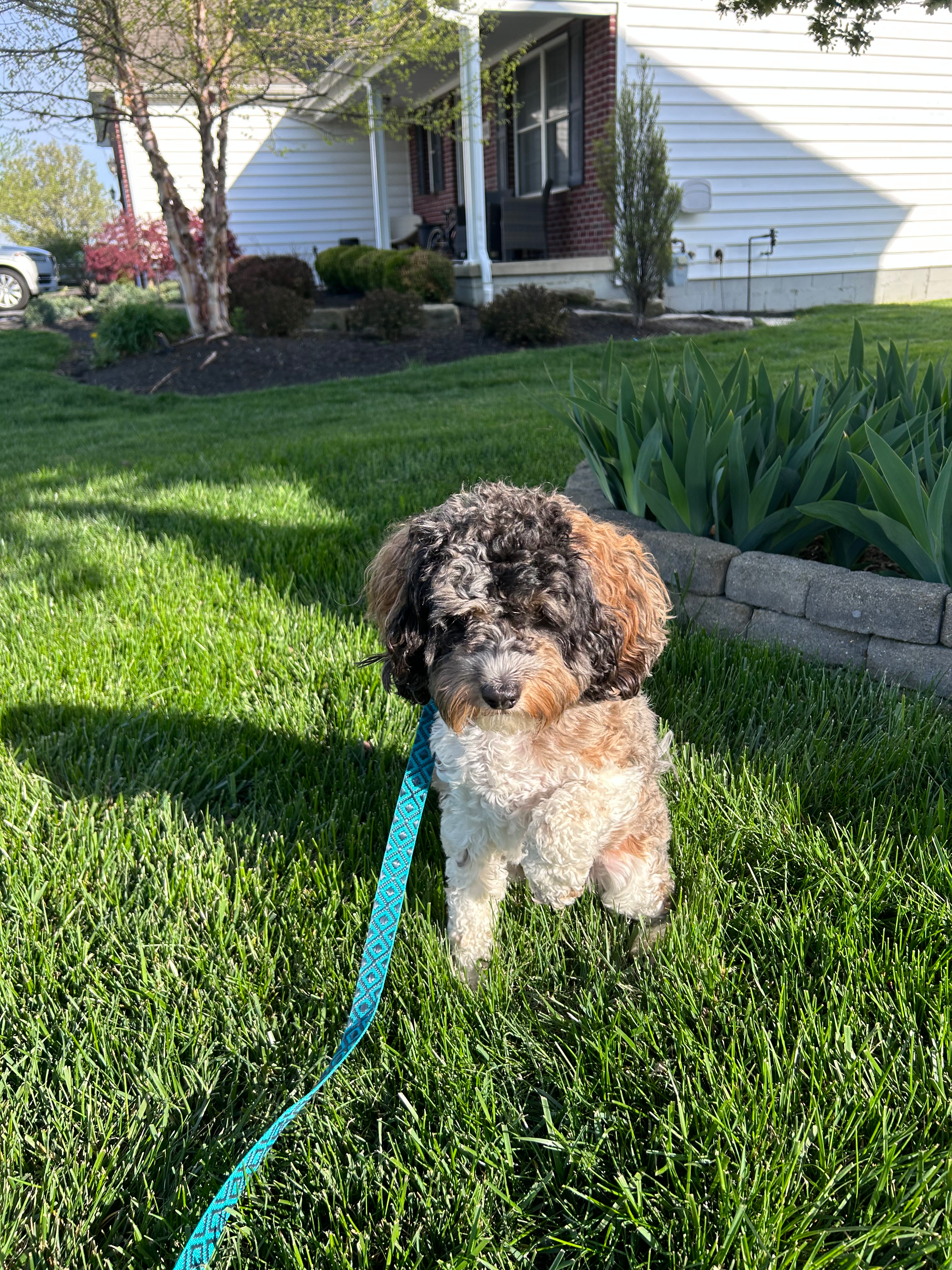Cockapoo Pup Being Cute