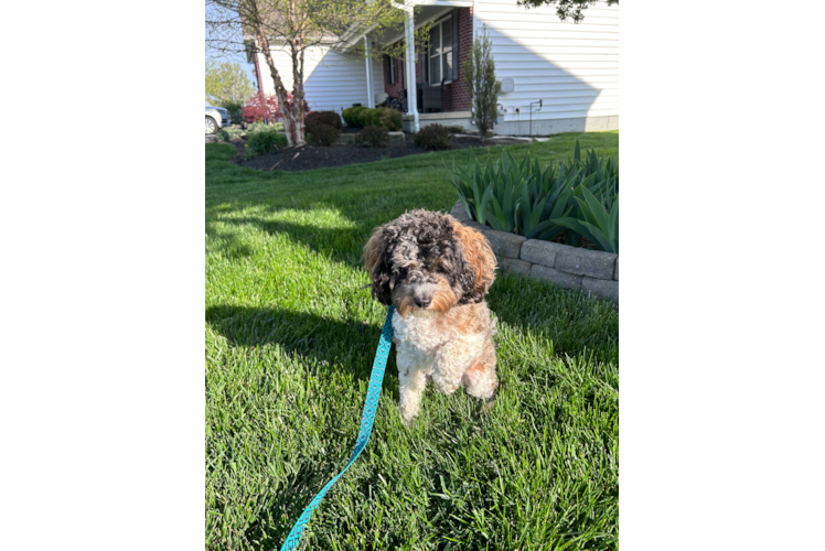 Cockapoo Pup Being Cute