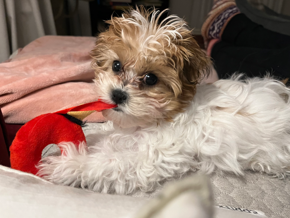 Small Teddy Bear Pup in