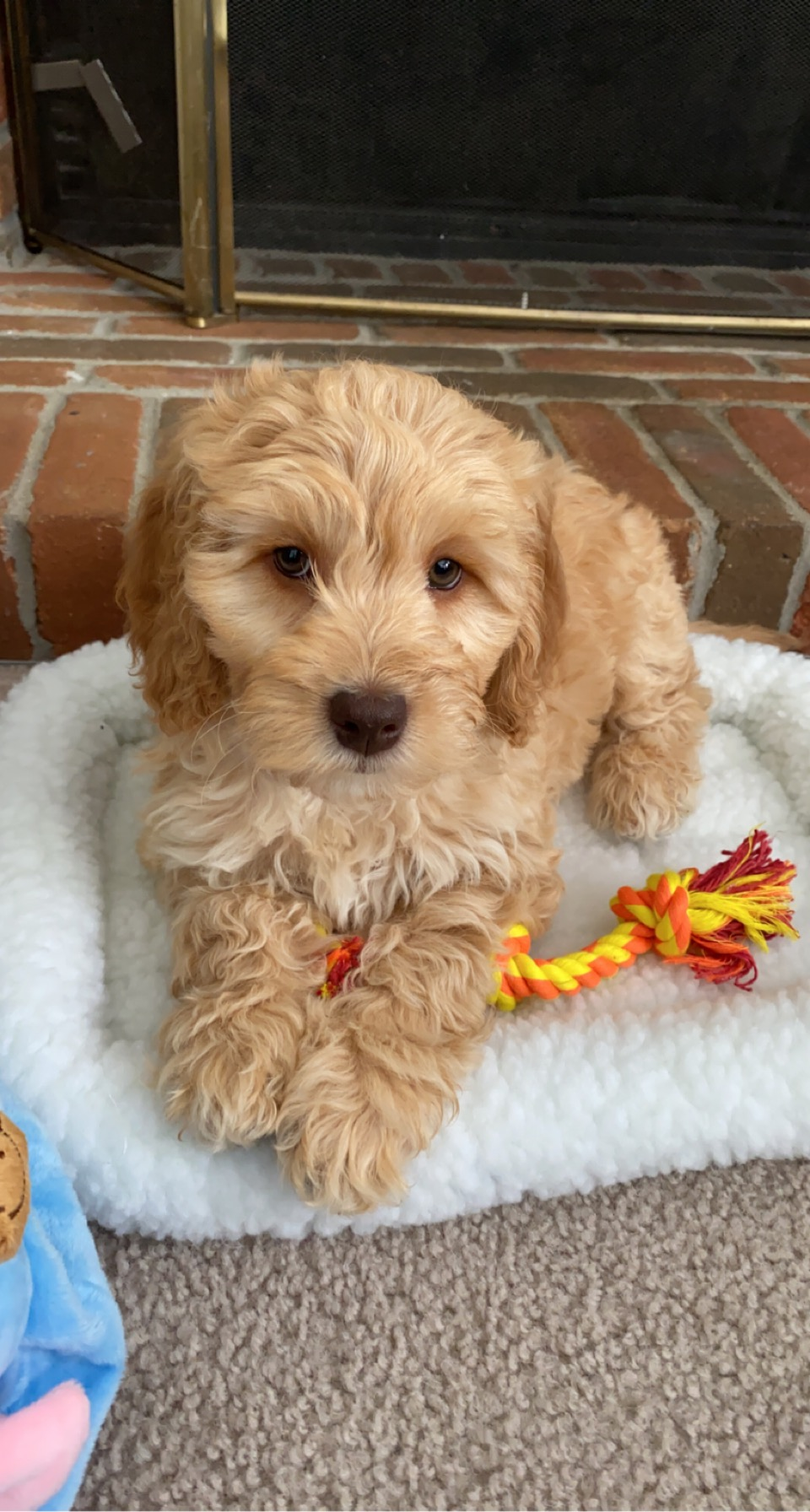 Mini Goldendoodle Puppy for Adoption