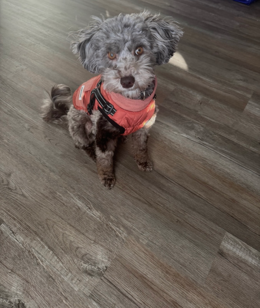 Mini Portidoodle Being Cute