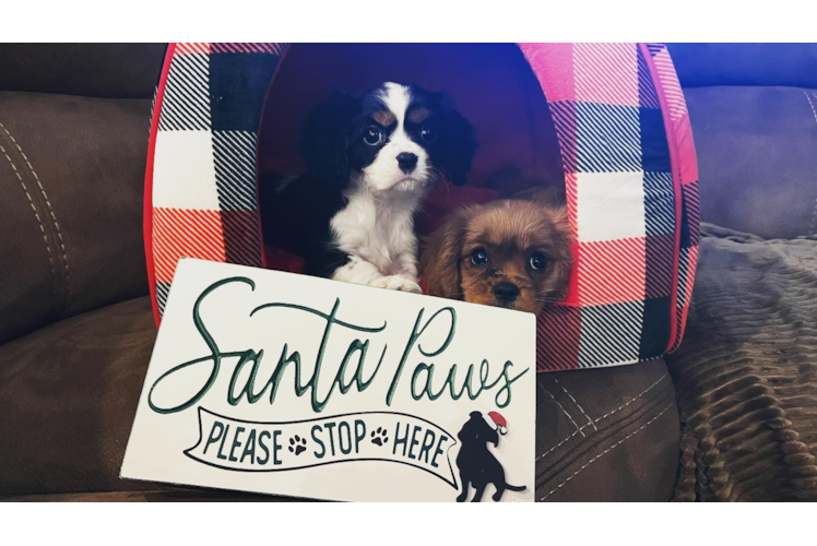 Akc Registered Cavalier King Charles Spaniel Baby