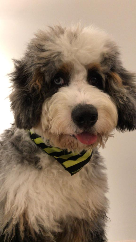 Happy Mini Bernedoodle Pup in