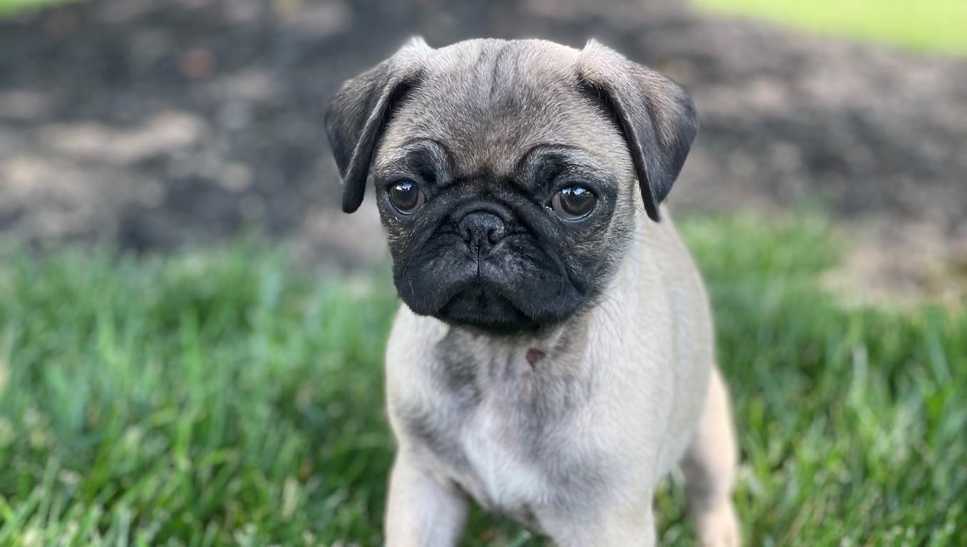 Pug Pup Being Cute