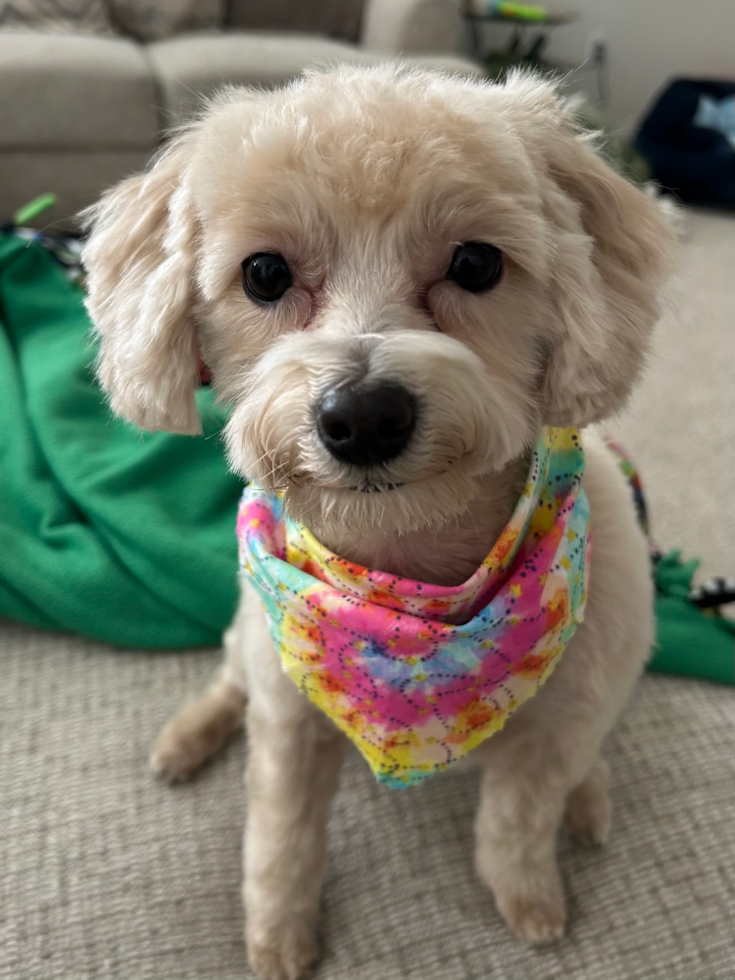 Maltipoo Being Cute