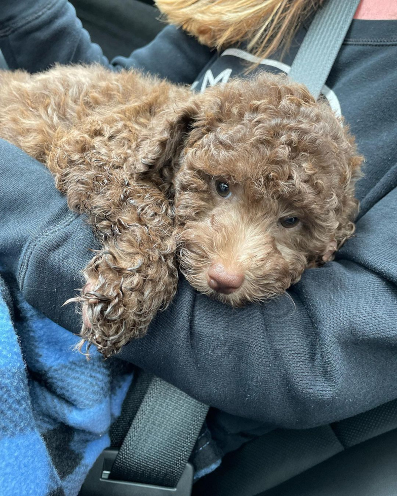 Friendly Mini Labradoodle Pup