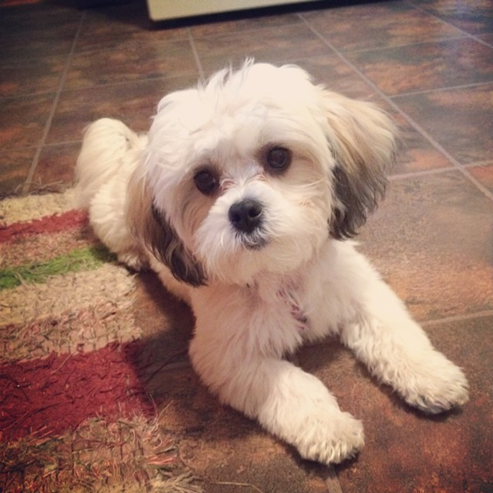 Sweet Teddy Bear Pup in Hunting Valley OH