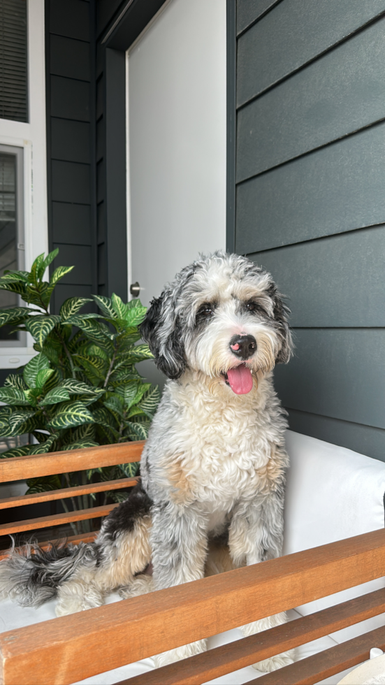 Cute Mini Bernedoodle Pup in