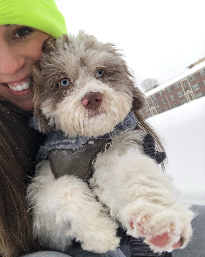 Mini Aussiedoodle Being Cute