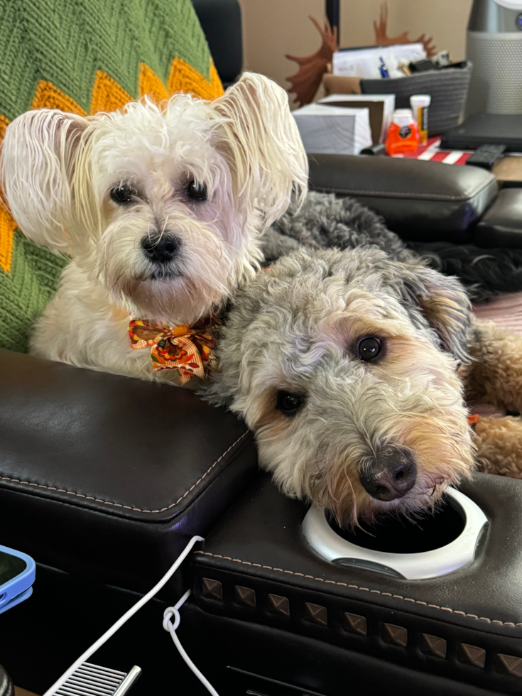 Happy Mini Bernedoodle Pup in