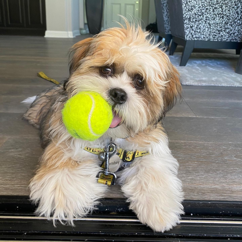 Akc Registered Shih Tzu Pup