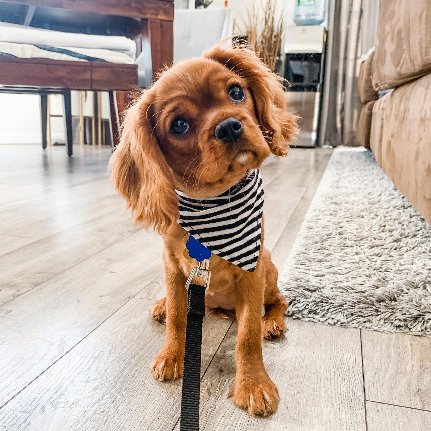 Cavalier King Charles Spaniel Puppy for Adoption