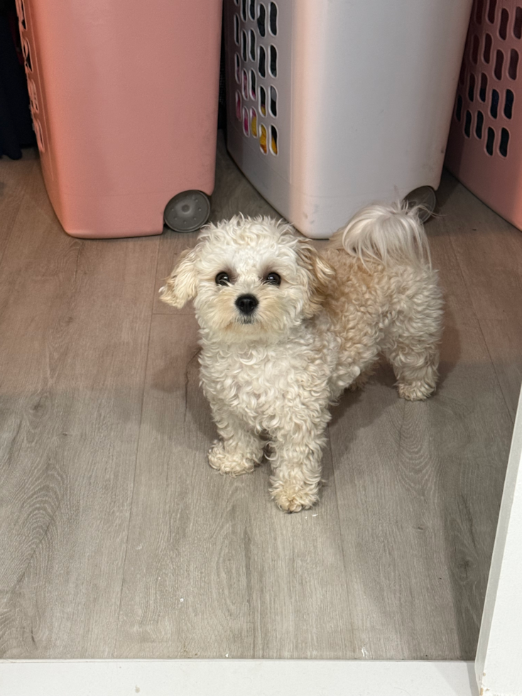 Petite Maltipoo Poodle Mix Pup