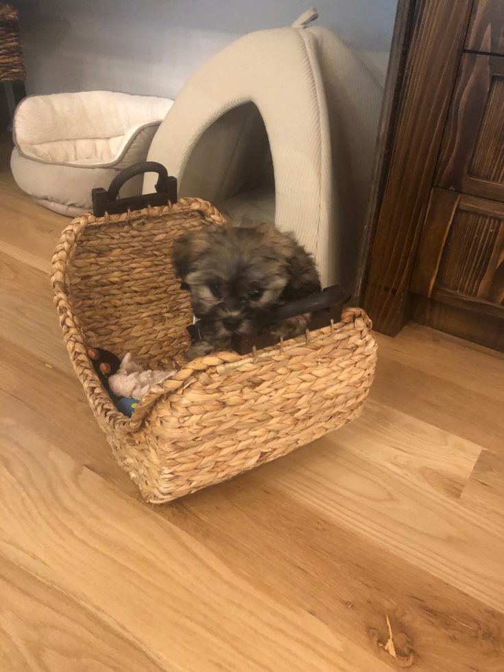 Friendly Teddy Bear Pup in Hoover AL