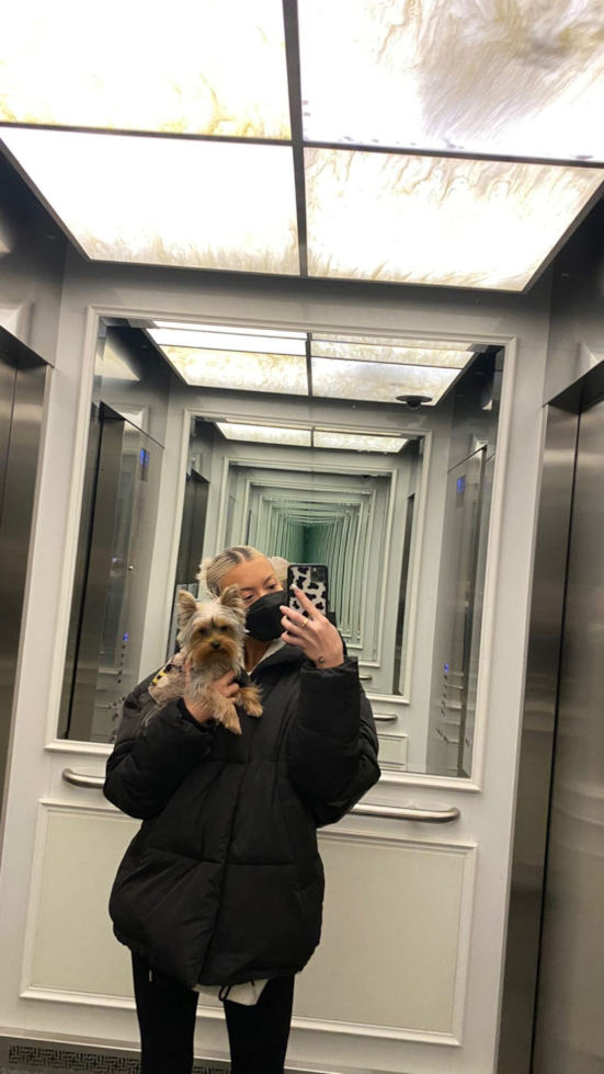 Yorkshire Terrier Being Cute