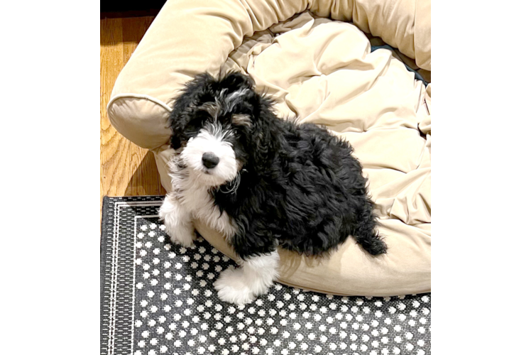 Cute Mini Bernedoodle Baby