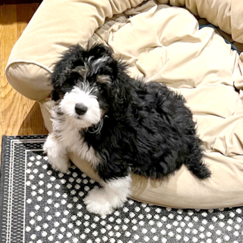 Adorable Bernadoodle Poodle Mix Pup
