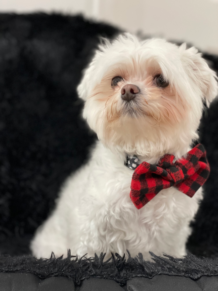 Maltese Pup