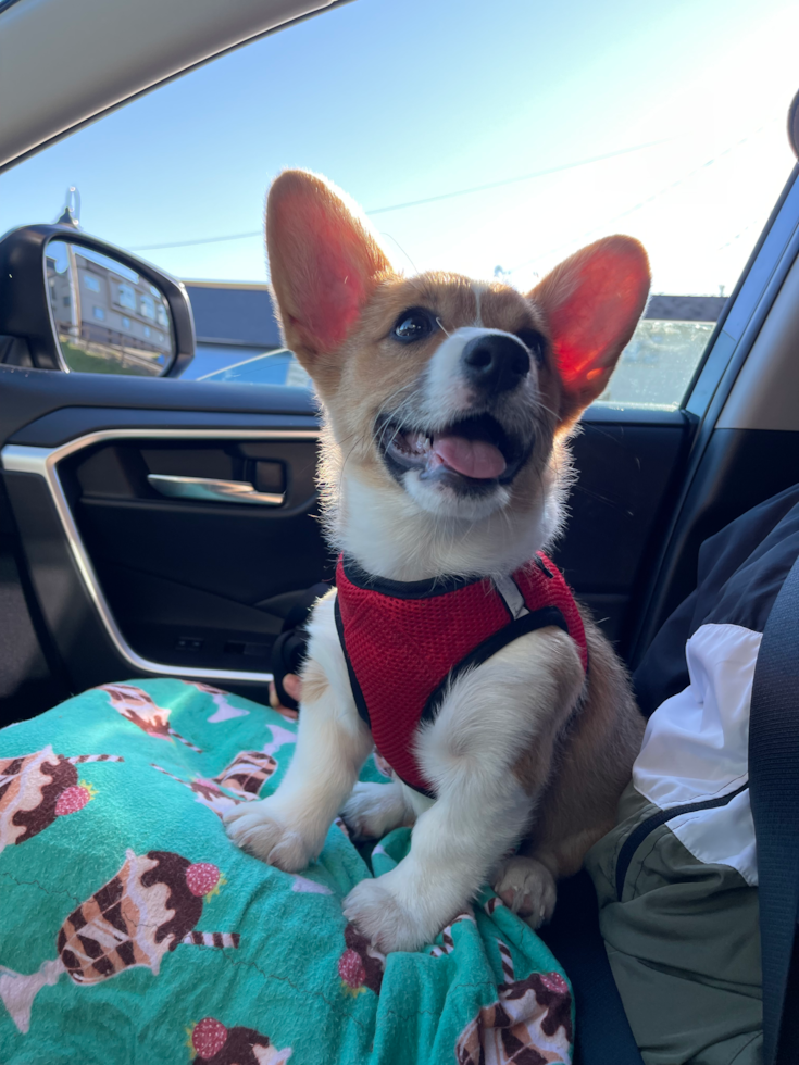 Playful Pembroke Welsh Corgi Pup