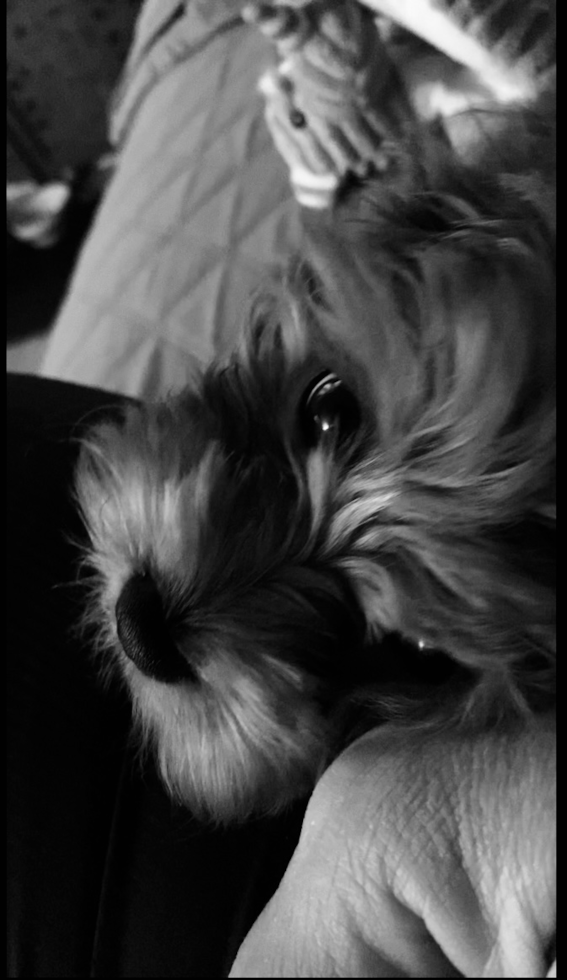 Little Cavoodle Poodle Mix Pup