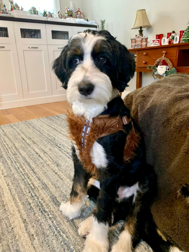 Playful Bernadoodle Poodle Mix Pup