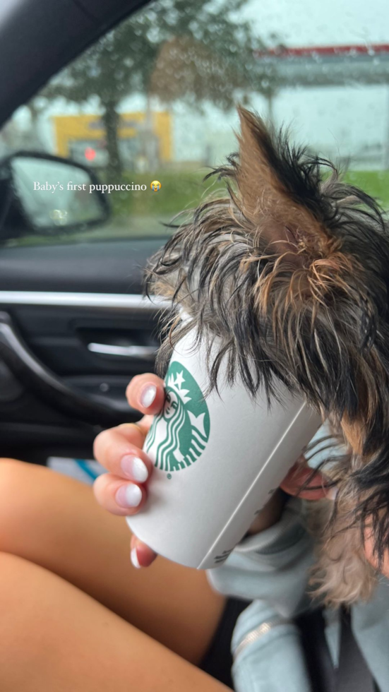 Yorkshire Terrier Being Cute