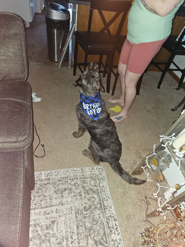 Small Mini Labradoodle Pup in